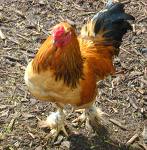 baney-rooster