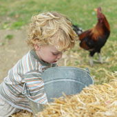 boy_rooster