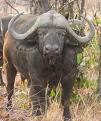water-buffalo_frontal